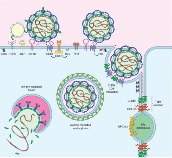 Figure 1.5. Schematic representation of hepatocyte HCV entry factors. 