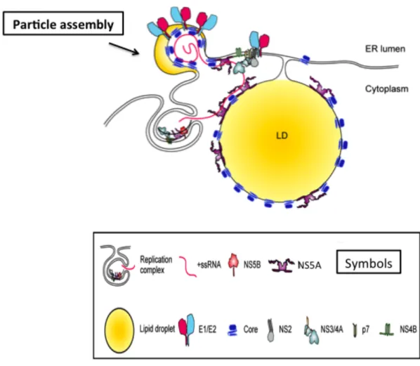 Figure 1.6.  Schematic representation of HCV protein interactions necessary for  virus particle assembly