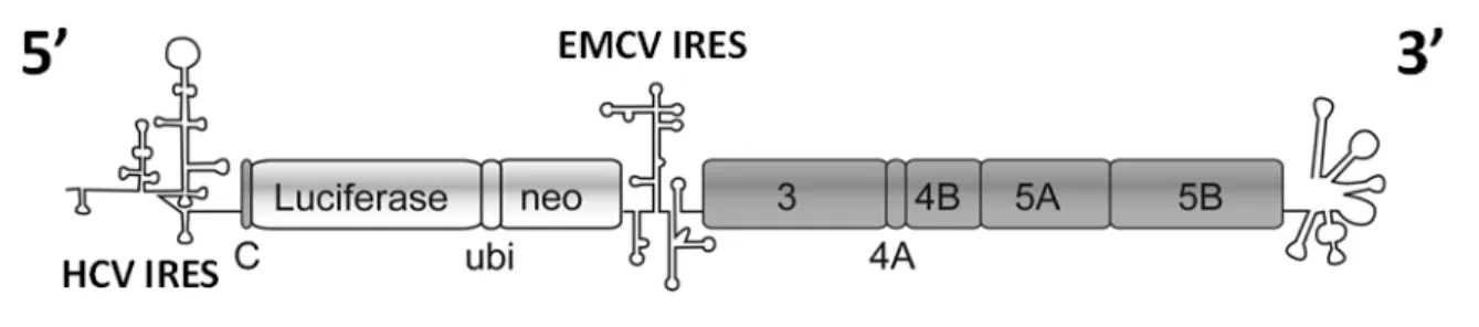 Figure 1.7. An example of an HCV subgenomic replicon.  Luciferase and antibiotic resistance are expressed under HCV IRES, while the  nonstructural proteins are expressed under EMCV IRES