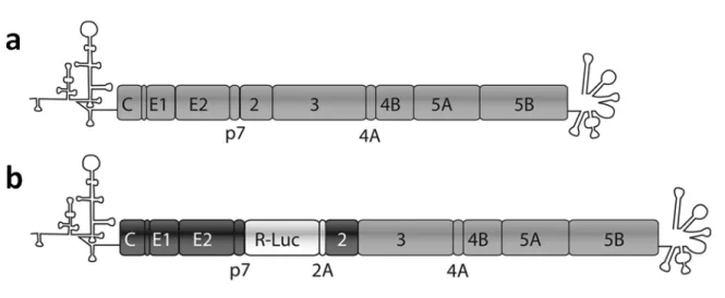 Figure 1.8. Schematic representation of a) JFH-1 genome and b) hybrid JC1  genome. 