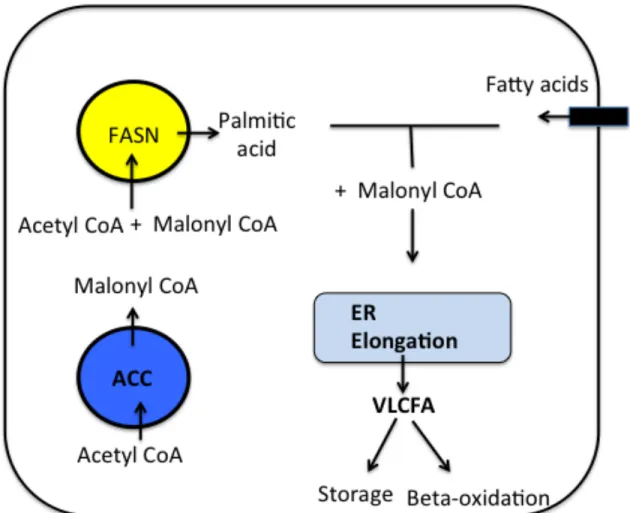 Figure 1.10.  Different sources of the intracellular pool of fatty acids. 