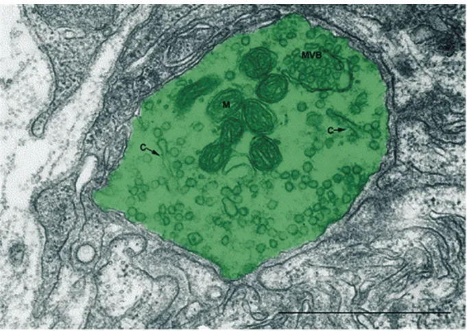 Figure 1.6. Ultrastructure de l’organisation des organelles présynaptique à la JNM.  Image en microscopie électronique à transmission du cytoplasme de la partie centrale d’un  bouton synaptique (en vert) à la JNM de rat