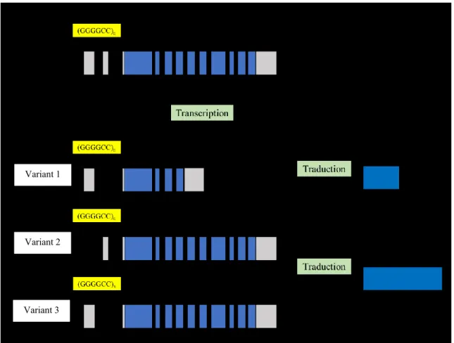 Figure 1.  Schéma  de  la  séquence  ADN  du  gène  C9orf72  et  des  trois  transcrits  alternatifs produisant les 2 isoformes de protéine