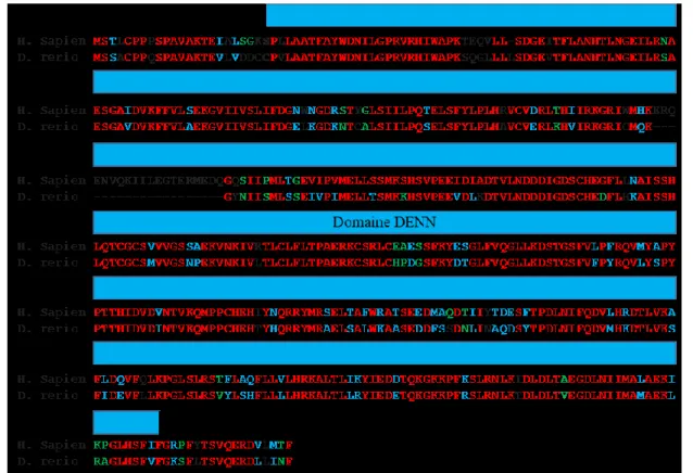 Figure 3.  Alignement  des  séquences  d’acides  aminés  des  protéines  HC9  et  zfC9