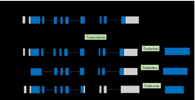Figure 5.  Schéma de la séquence ADN du gène zfC9 et des trois transcrits alternatifs  produisant 3 isoformes de la protéine