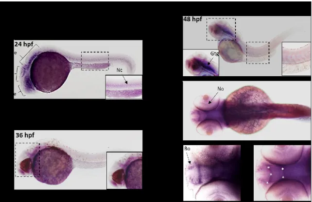 Figure 6.  Observation du profil d’expression du gène zfC9 par hybridation in situ  chez des embryons de stade 24, 36 et 48 hpf