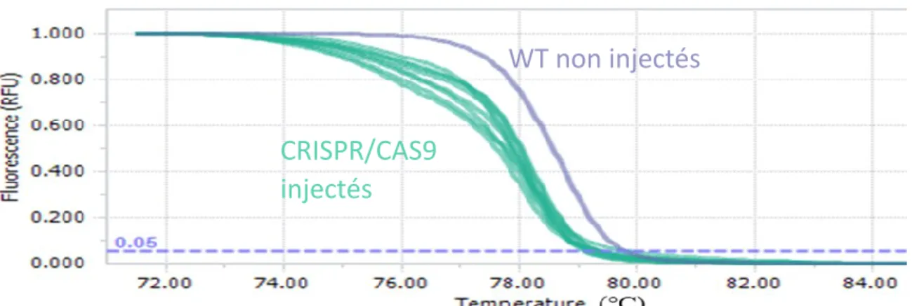 Figure 7.  Test du taux d’efficacité d’un ARNg pour l’induction de coupure par le  système  CRISPR/Cas9