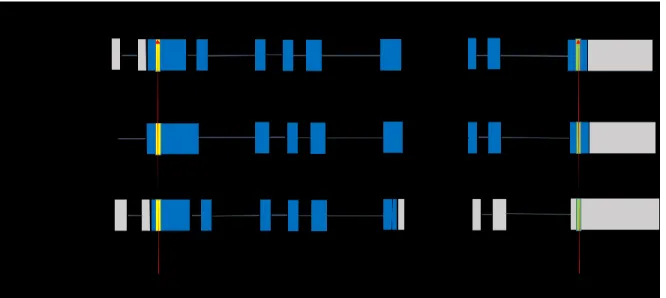 Figure 8.  Lieux de coupure/insertion par CRISPR/Cas9 prévues dans la séquence  de  zfC9  avec  pour  les  ARNg  C9orf72Nt  et  C9orf72Ct