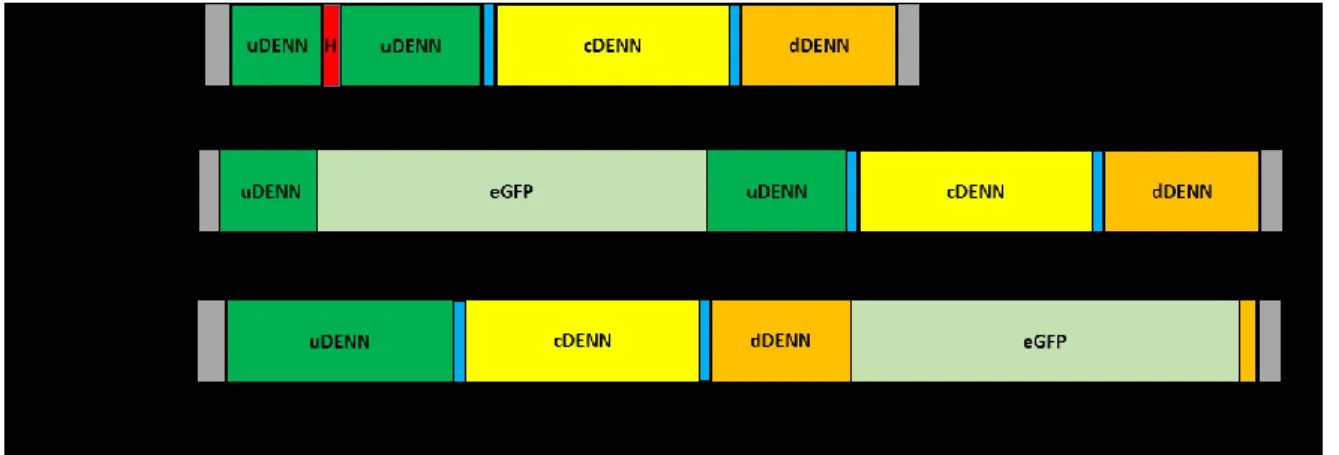 Figure 9.  Schéma des protéines zfC9 de fusion résultante de l’insertion réussie dans  des  tags  pour  les  lignées  C9orf72 His ,  C9orf72 NGFP   et  C9orf72 CGFP 