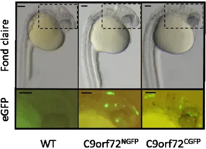 Figure 10.  Confirmation  de  la  faisabilité  de  l’insertion  par  CRISPR/Cas9  des  étiquettes moléculaires pour l’obtention des lignées C9orf72 NGFP  et C9orf72 CGFP 