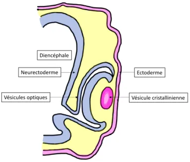 Figure 1.2 | Origine embryonnaire de l’œil. 