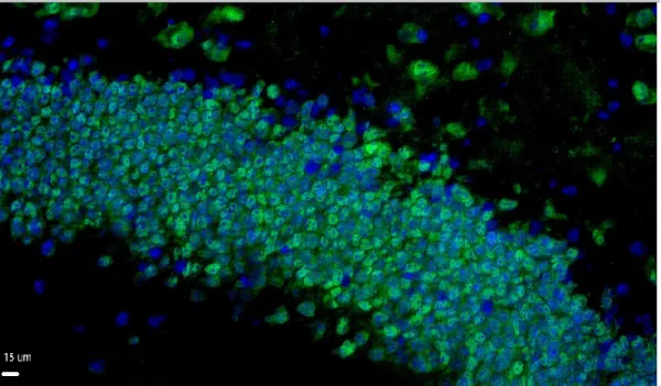 Figure 2 NeuN staining. 