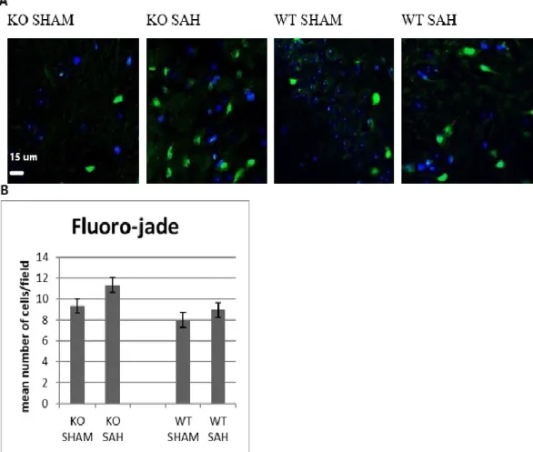 Figure 4 Trends for More Degenerated Neurons in SAH 