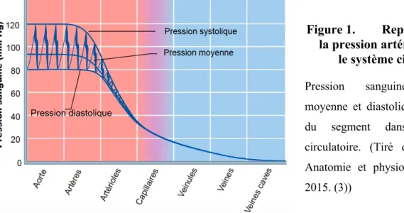 Figure 1.  Représentation de  la pression artérielle à travers 