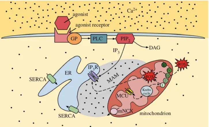 Figure 3.  Schématisation des voies de transport du calcium. 