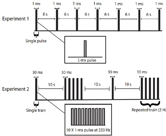 Fig 2. In Experiment 1, electrical  stimulation was applied as a single 1-ms pulse with a constant inter-stimulus  interval of 6 seconds and included 90 stimuli distributed equally in 3 blocks