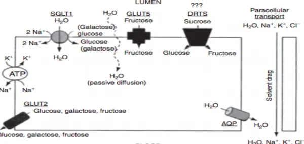 Figure 1.  Tirée de Baker et Jeukendrup. 2014. Mécanismes proposés pour l’absorption  de  l’eau  et  d’autres  molécules