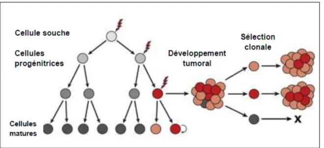 Figure 5. Modèle stochastique de formation du glioblastome.   Adaptée de Visvader J.E et Lindeman G.J, 2012 (48)