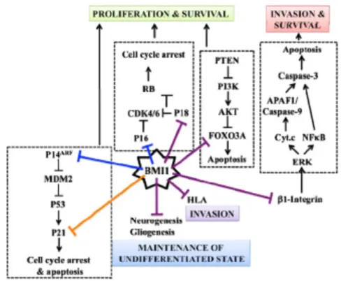 Figure 9. Mécanisme d’action de BMI1 dans les cellules cancéreuses du GBM.  Adaptée de Facchino et al., 2011 (65) 