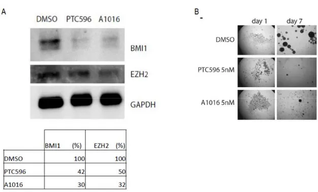 Figure 10. Traitement in vitro des cellules cancéreuses du GBM aux PTC596 et A1016.  (A) Analyse au western blot la réduction du taux de BMI1 et EZH2 dans les cellules 