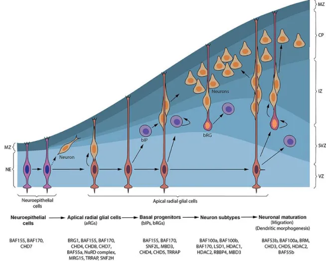 Figure 5: Les régulateurs de la chromatine sont impliqués dans le développement  neural