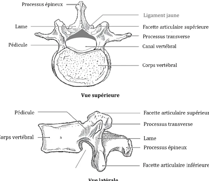 Figure 1.1 Représentation anatomique de la vertèbre lombaire normale  (Adaptée du site www.wsiat.on.ca) 