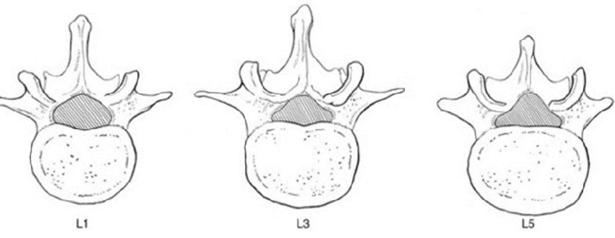 Figure 1.2 Représentation de la forme du canal vertébral selon le niveau vertébral  (Tirée du site musculoskeletalkey.com) 
