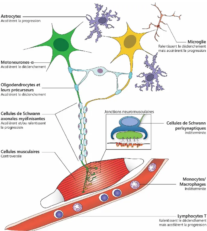 Figure  1.6.  Les  cellules  non  neuronales  sont  affectées  et  contribuent  à  la  SLA