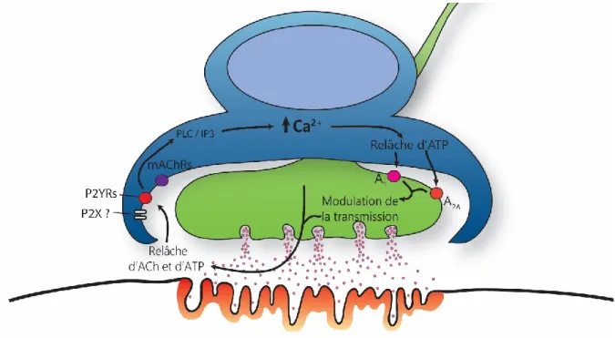Figure  1.9.  Modulation  de  l’activité  synaptique  par  les  CSPs.  Les  CSPs  détectent  l’activité  synaptique 