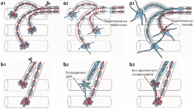 Figure 1.10. Mécanismes de réinnervation suite à une lésion axonale. Schéma représentant les étapes menant 