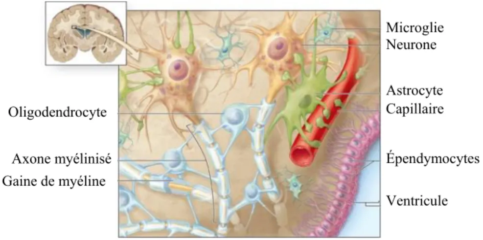 Figure 1 : Cellules du système nerveux central. Adapté de Anthony L. Mescher:  Junqueira’s Basic Histology, 14 th  Edition 