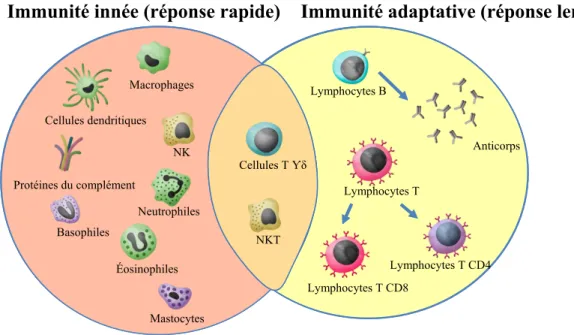 Figure 2 : Cellules du système immunitaire. Adapté de Dranoff G. 2004 Nature Reviews  Cancer