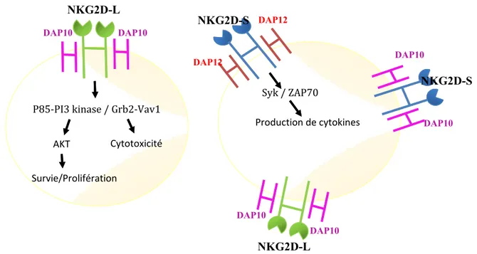 Figure 3 : Le récepteur NKG2D chez la souris. Adapté de Lewis L. Lanier. 2015  Cancer Immunology research
