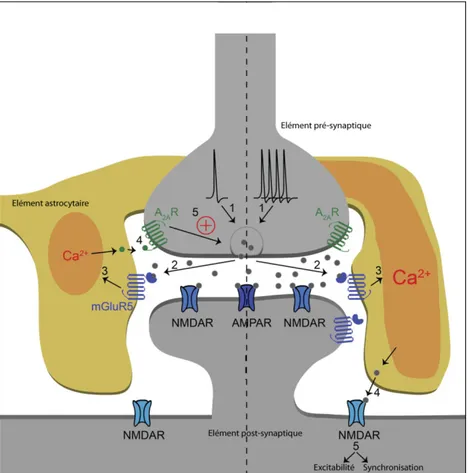 Figure 1.18 Modèle des interactions astrocytes-neurones au niveau des synapses  CA3-CA1 dans l’hippocampe