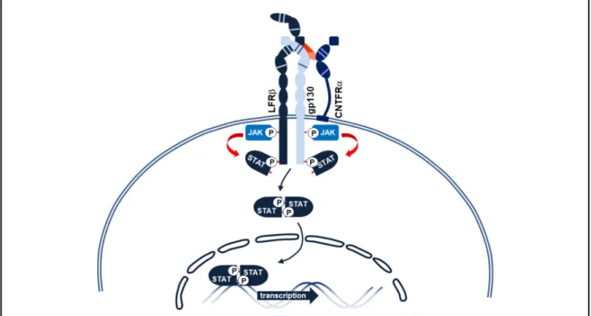Figure 3. Représentation schématique de la voie de signalisation JAK/STAT 
