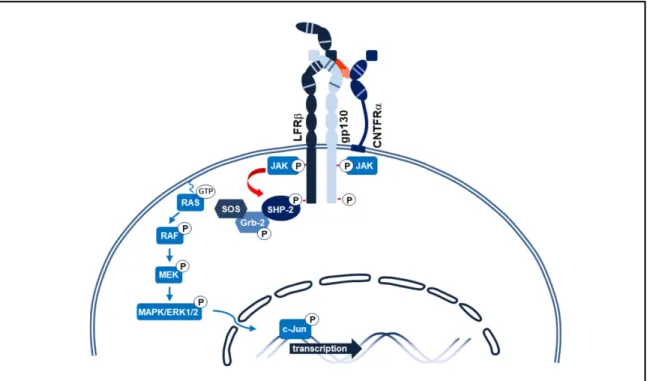 Figure 4. Exemple de la voie de signalisation MAPK induite par la  dimérisation des chaînes LIFRβ et gp130 