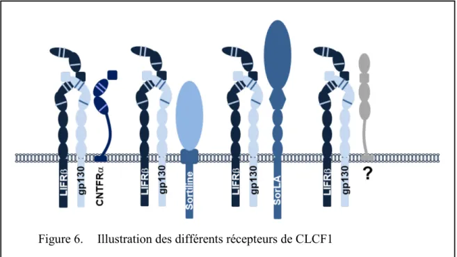 Figure 6. Illustration des différents récepteurs de CLCF1 