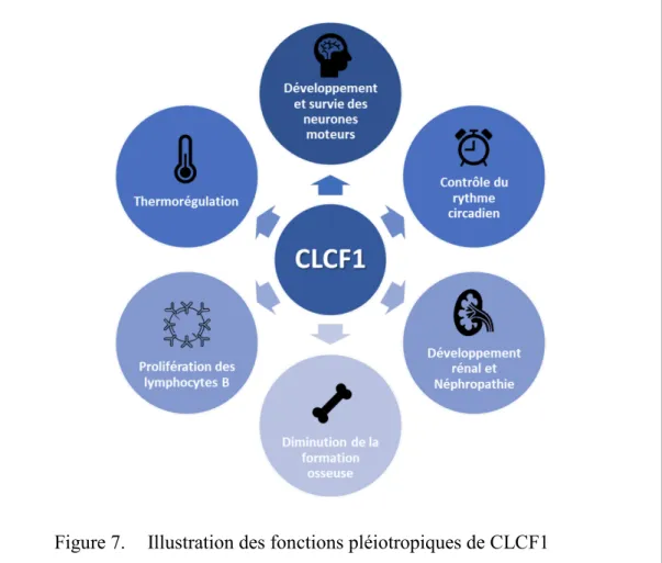 Figure 7. Illustration des fonctions pléiotropiques de CLCF1 