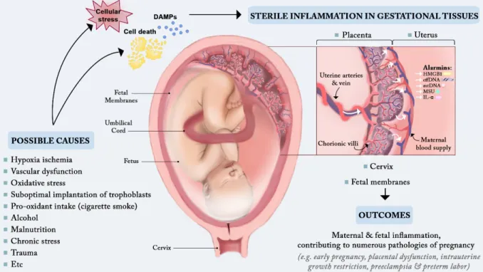 Figure 5. Principal sites of release and actions of alarmins in pathological pregnancy