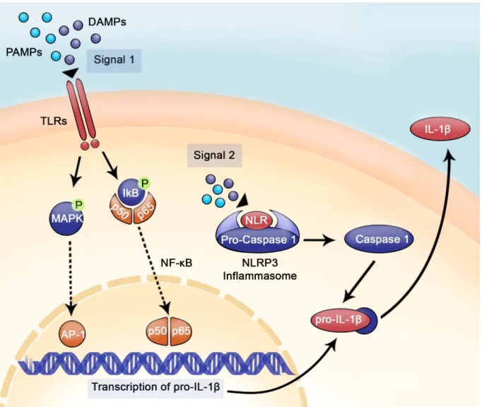 Figure 6. IL-1β synthesis and maturation via the inflammasome in response to DAMPs 