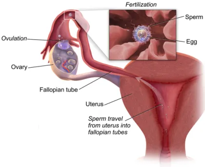 Figure  1:  Schematic  representation  of  the  fertilization  site  inside  the  female  reproductive tract