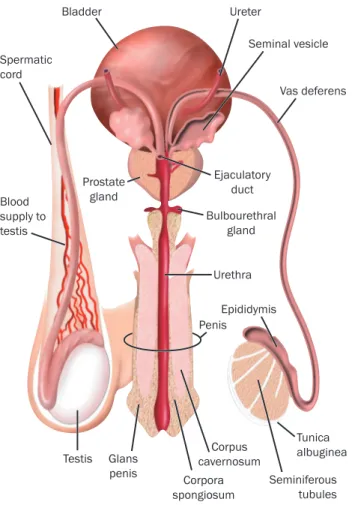 Figure 2: Diagrammatic representation of male reproductive organs in human. Spermatozoa  are first form in the testes and become mature by trnsit through the epididymis, they are stroed 