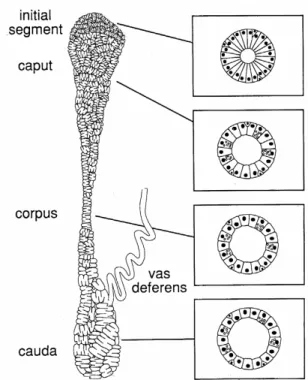 Figure  3.  Schematic  representation  of  the  different  regions  of  mouse  epididymis  (left  panel) and the right are shown cross sectional of the epididymal duct