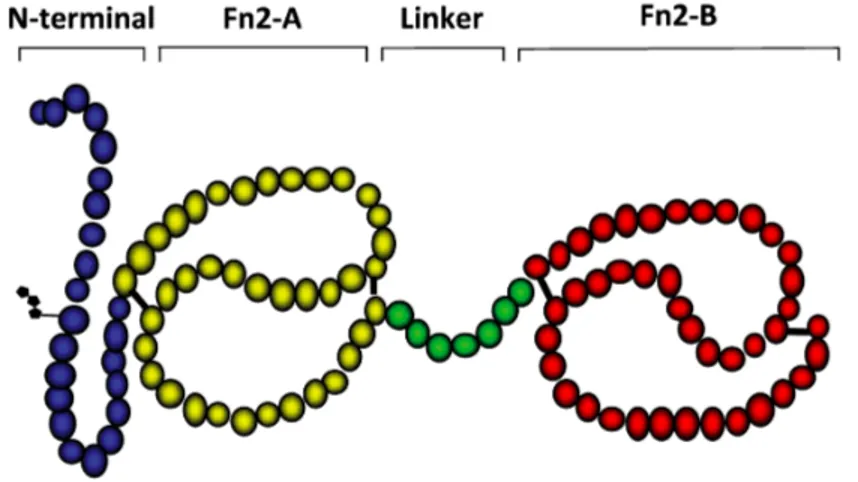 Figure 5. Illustration of the BSP protein structure (adapted from Plante et al. (2016) [67])