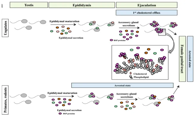 Figure 6. Schematic representation of the differences in the secretion of BSP proteins and  their binding to the sperm membrane between ungulates, primates and rodents (adapted from  Plante et al