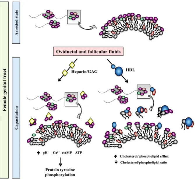 Figure 7. Proposed mechanism of the involvement of BSP proteins in sperm capacitation and  the destabilization of the sperm membrane (adapted from Plante and Manjunath (2016) [67])