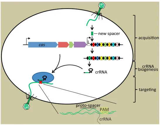 Figure 8. Three stage of defence immune system in Bacteria and archaea. A short DNA  sequences of  invader is captured and incorporated into the CRISPR loci as new spacers