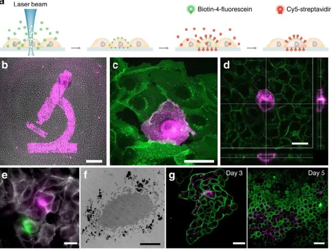 Figure 2.  Cell Labeling. (a) Outline of the method. Cells are incubated with Biotin-4- Biotin-4-Fluorescein, a small molecule that can easily reach the cell membrane, including the space  between  the  glass  surface  and  the  cell