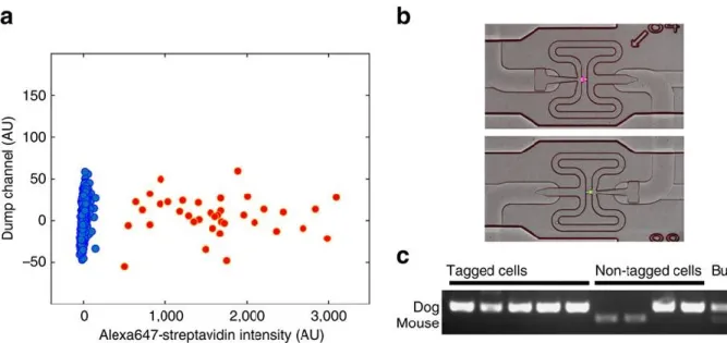 Figure 4.  FACS identification of CLaP-labelled cells. (a) After gating on live singlet  cells  to  distinguish  laser-tagged  cells,  the  scatter  plot  shows  two  populations  of  cells  separated in the fluorescent streptavidin channel, with colour au