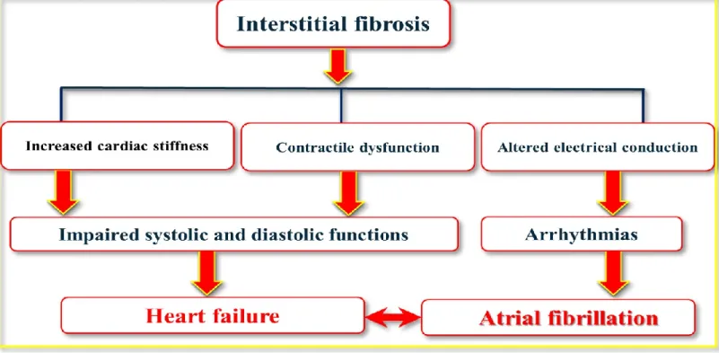 Figure 6. Overview of cardiac interstitial fibrosis complications contributing to heart failure  and atrial fibrillation